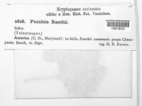 Puccinia xanthii image